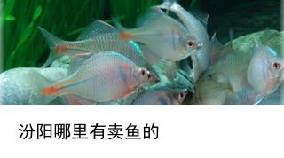 觀賞魚養(yǎng)魚知識培訓（根據(jù)搜索結(jié)果整理的養(yǎng)魚經(jīng)驗） 蝴蝶鯉 第4張