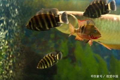 比較安靜的觀賞魚推薦（什么樣的觀賞魚適合養(yǎng)？） 帝龍漁業(yè) 第4張