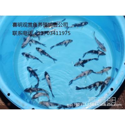 觀賞魚和食用魚的養(yǎng)殖差異（觀賞魚與食用魚的區(qū)別） 鸚鵡魚 第1張