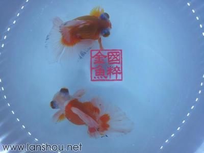 觀賞魚交流平臺(tái)有哪些（觀賞魚交流平臺(tái)）