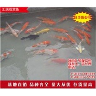 成活率高的觀賞魚排名（成活率高的觀賞魚排名及其相關(guān)信息） 其他寵物 第1張