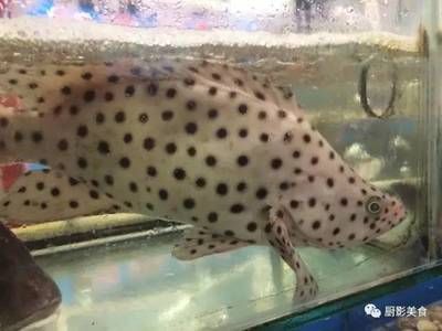 海鮮市場觀賞魚（海洋生物的奇幻之旅探索海洋生物的奇幻之旅探索海洋生物的世界）