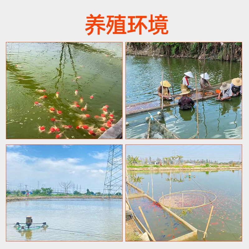 觀賞魚能混合養(yǎng)嗎（觀賞魚可以混養(yǎng)嗎？） 速倍妥 第4張