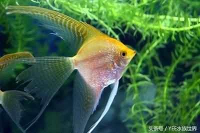 北斗神仙魚（北斗神仙魚的特征與分布北斗神仙魚的區(qū)別與飼養(yǎng)方法） 噴點菠蘿魚 第4張