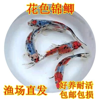 打卡記錄一下小龍魚回家一個月了（剛換完水開燈感覺龍魚還是不習(xí)慣老撞缸）