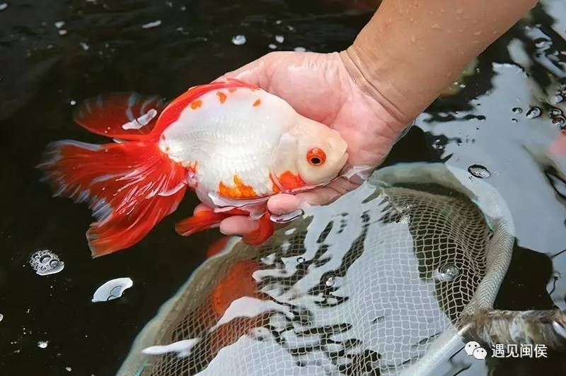 觀賞魚金魚養(yǎng)殖（觀賞魚金魚養(yǎng)殖的基本方法和注意事項(xiàng)） 野彩魚 第3張