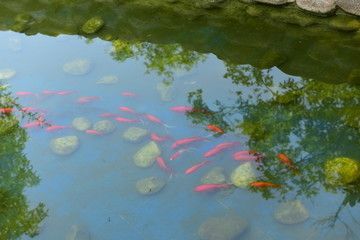 成群游動(dòng)的小觀賞魚(yú)叫什么（成群游動(dòng)的小觀賞魚(yú)有哪些種類） 帝王迷宮魚(yú) 第3張