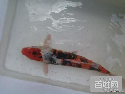 崇州觀賞魚市場價格多少（崇州地區(qū)觀賞魚價格） 狗仔招財貓魚 第1張