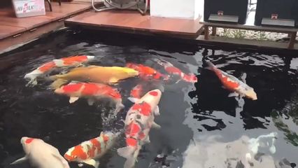 觀賞魚互動性高嗎（觀賞魚的互動性）