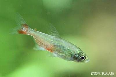 觀賞魚和普通魚有什么區(qū)別？