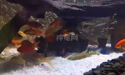 黃化龍魚(yú)視頻大全最新（黃化龍魚(yú)視頻大全最新中有哪些不同的飼養(yǎng)技巧？） 水族問(wèn)答 第1張