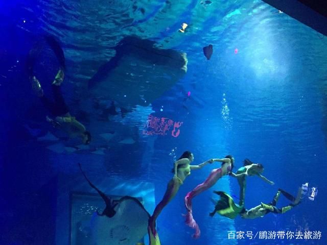 廣州最大水族館（廣州最大的水族館） 玫瑰銀版魚 第1張