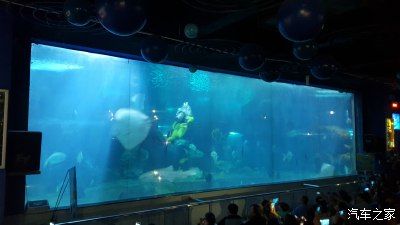 廣州最大水族館（廣州最大的水族館） 玫瑰銀版魚 第2張