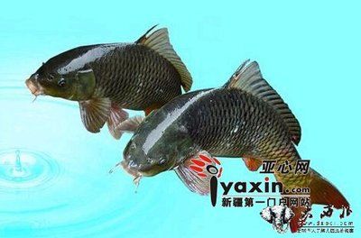 黑鯉魚（巖原鯉的生態(tài)保護(hù)巖原鯉的生活習(xí)性與其生存環(huán)境密切相關(guān)）