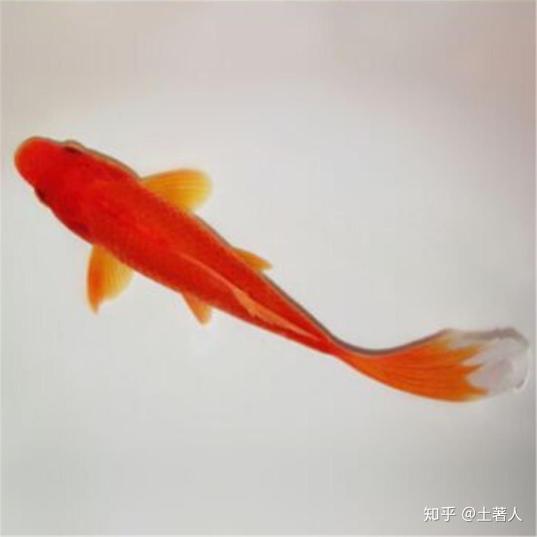 紅金龍觀賞魚怎么養(yǎng)（紅金龍魚的養(yǎng)殖技巧）