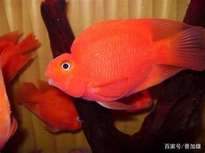 財(cái)神鸚鵡魚（如何挑選財(cái)神鸚鵡魚） 鐵甲武士 第2張