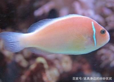 比較有趣的觀賞魚(yú)品種名字（十大最漂亮的海水觀賞魚(yú)） 魚(yú)缸風(fēng)水 第4張