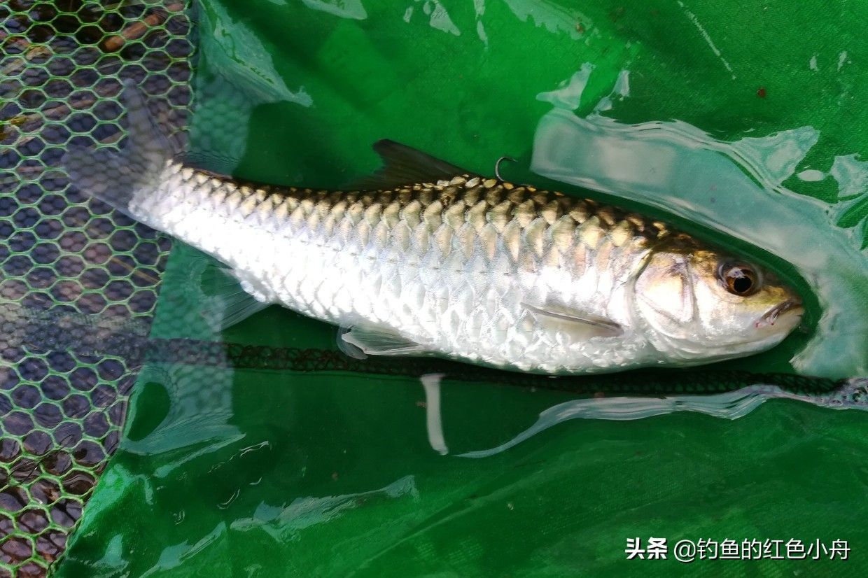 丁加奴吉羅魚(yú)用不用加溫（丁加奴吉羅魚(yú)的飼養(yǎng)技巧） 巨骨舌魚(yú) 第4張