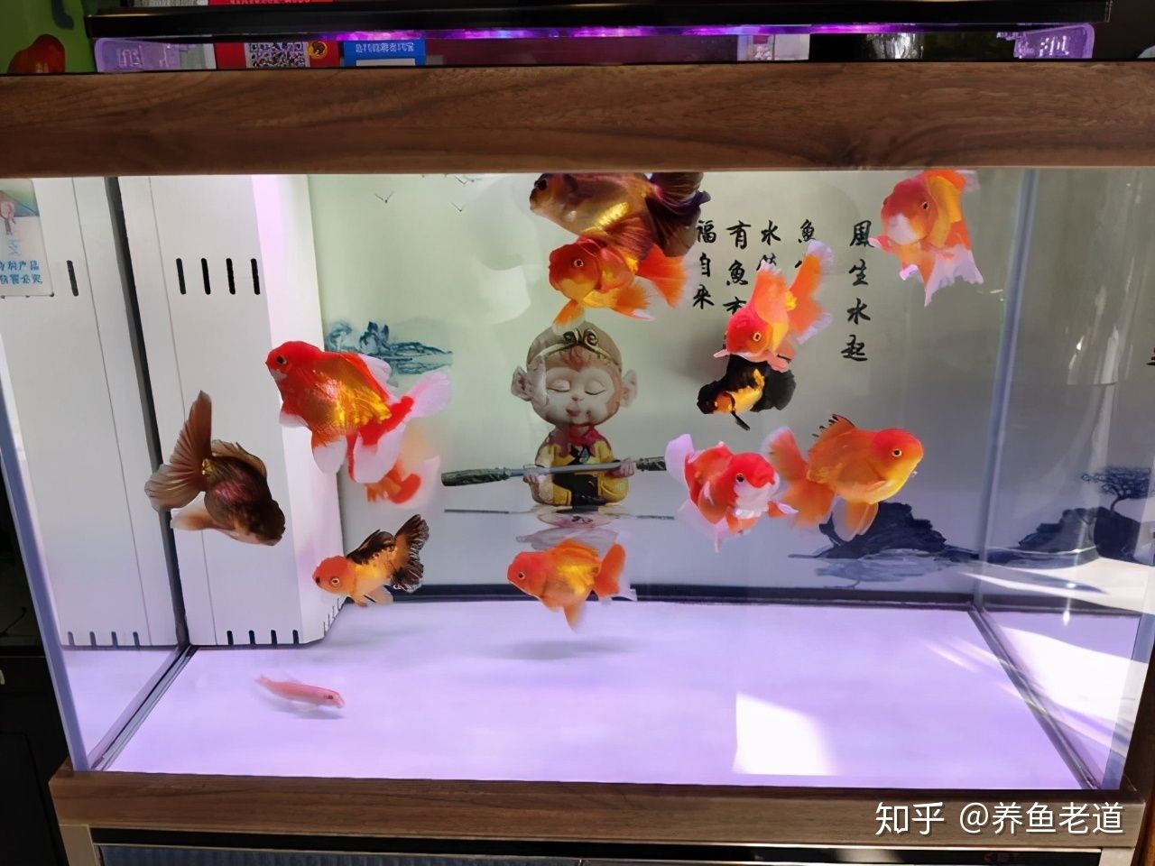 觀賞魚(yú)總是在水面浮著不動(dòng)（觀賞魚(yú)總是在水面浮著不動(dòng)可能是多種原因造成的） 全國(guó)觀賞魚(yú)市場(chǎng) 第4張