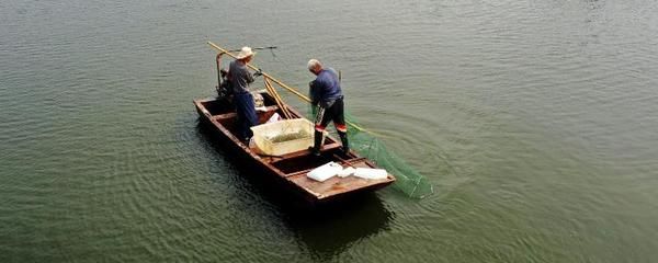 觀賞魚長途運(yùn)輸后翻肚子怎么辦（觀賞魚翻肚子怎么辦）