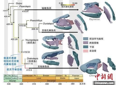 肺魚百科（肺魚與兩棲類之間的關(guān)系） 申古三間魚 第2張