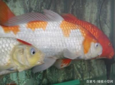 觀(guān)賞魚(yú)可以吃水果嗎（水果對(duì)觀(guān)賞魚(yú)的影響） 噴點(diǎn)菠蘿魚(yú) 第3張