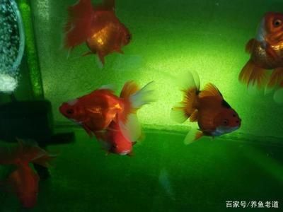 觀(guān)賞魚(yú)可以吃水果嗎（水果對(duì)觀(guān)賞魚(yú)的影響） 噴點(diǎn)菠蘿魚(yú) 第1張