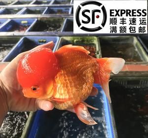 紅色觀賞魚變白了不歡快肚子變大怎么回事（紅色觀賞魚變白了不歡快肚子變大） 馬來西亞燕窩 第1張