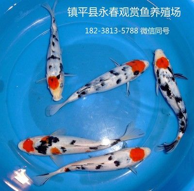 觀賞魚大尾巴的什么魚好（擁有大尾巴且受歡迎的觀賞魚） 黃金河虎魚 第3張