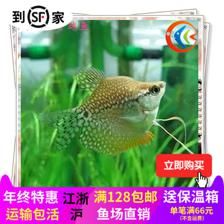 觀賞魚大尾巴的什么魚好（擁有大尾巴且受歡迎的觀賞魚） 黃金河虎魚 第1張