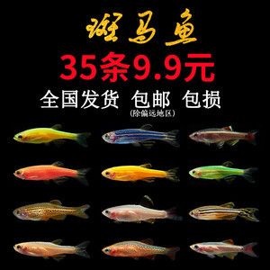 觀賞魚(yú)專賣(mài)店怎么樣（觀賞魚(yú)市場(chǎng)前景分析） 赤荔鳳冠魚(yú) 第4張