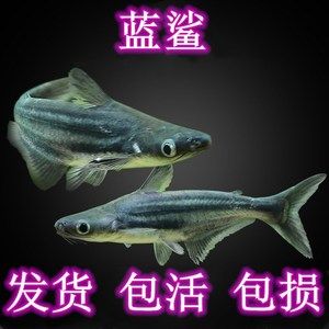 觀賞魚(yú)大白鯊怎么養(yǎng)（養(yǎng)護(hù)觀賞魚(yú)大白鯊需要特別關(guān)注水質(zhì)、水溫和飼料選擇等方面） 錦鯉魚(yú)