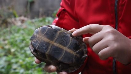 白化巴西龜不同窩繁殖（白化巴西龜養(yǎng)殖的注意事項(xiàng)在養(yǎng)殖白化巴西龜?shù)淖⒁馐马?xiàng)） 豹紋夫魚苗 第3張