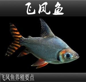 飛鳳魚吃什么長得快（飛鳳魚喜歡吃的一些食物：要讓飛鳳魚長得快） 熊貓異形魚L46 第3張