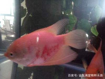 紅色 觀賞魚（紅色觀賞魚是一類色彩豐富、種類繁多的紅色觀賞魚品種） 黃金斑馬魚 第2張