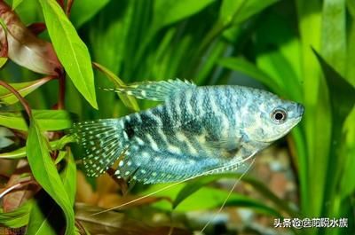 觀賞魚最好看的種類（觀賞魚的色彩科學(xué)） 慈雕魚 第3張