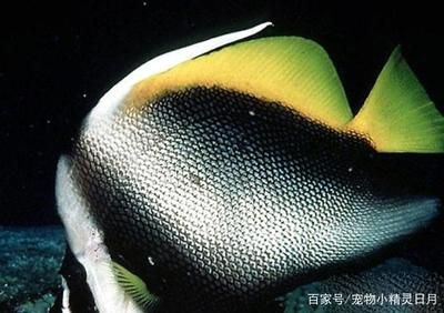 海南觀賞魚(yú)（海南觀賞魚(yú)產(chǎn)業(yè)發(fā)展趨勢(shì)） 其他益生菌 第4張