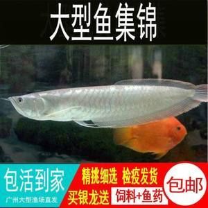 白色大型觀賞魚身上沒有鱗片嗎為什么（為什么白色大型觀賞魚身上沒有鱗片？） 杰西卡恐龍魚 第4張