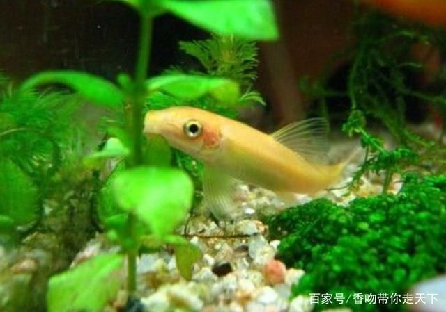 白色大型觀賞魚(yú)身上沒(méi)有鱗片是什么魚(yú)類（觀賞魚(yú)掉鱗怎么辦？） 紅化白子銀龍 第4張