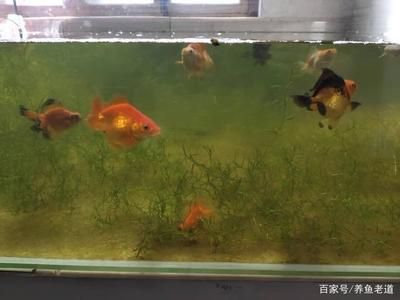 觀賞魚身上有白點(diǎn)放什么藥效果最好（觀賞魚身上出現(xiàn)白點(diǎn)怎么辦） 小型觀賞魚 第4張