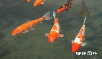 公園觀賞魚是什么魚類（觀賞魚的起源與分布） 銀古魚苗 第4張