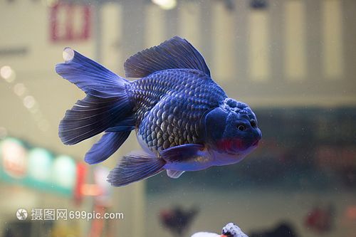 漢川哪有觀賞魚賣的（孝感漢川市魚多多水族金魚店） 全國觀賞魚市場 第1張