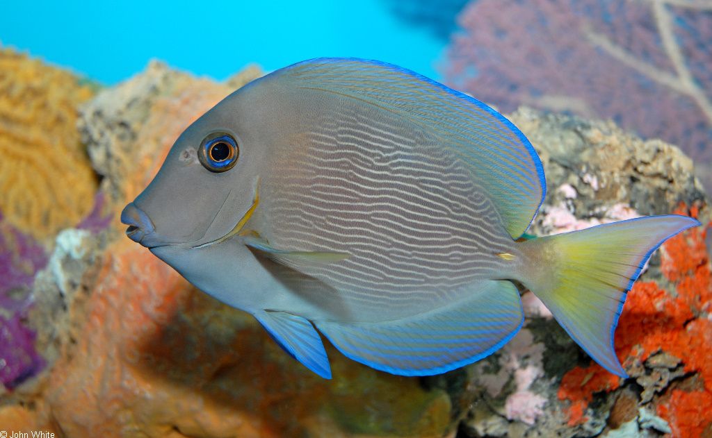 海魚活體 觀賞魚有哪些（常見海水觀賞魚種類介紹） 可麗愛魚缸 第2張