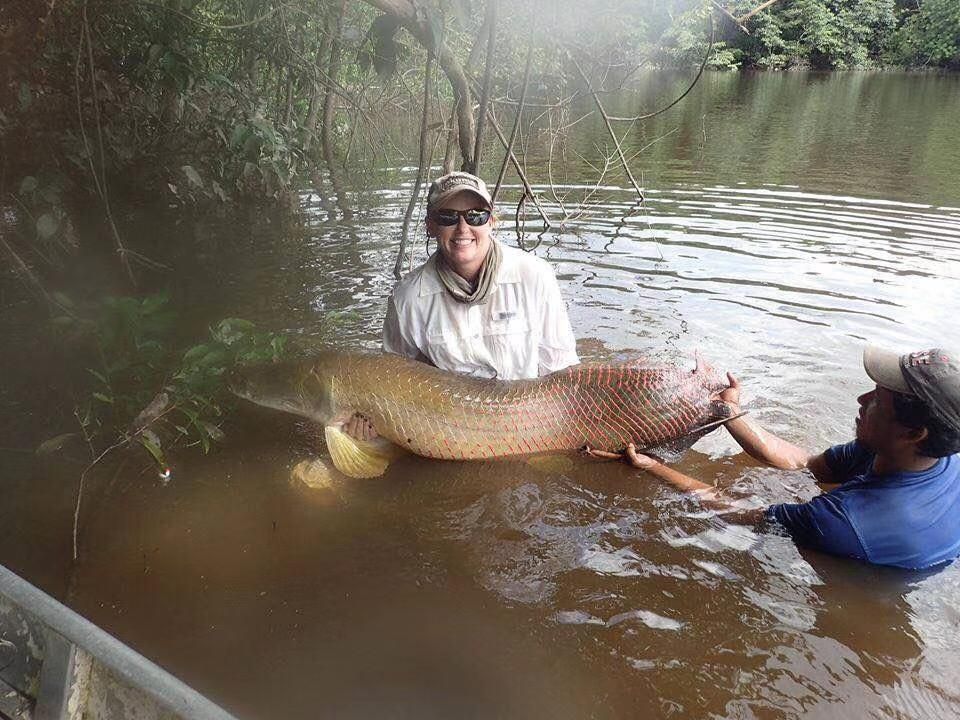 哥倫比亞巨暴魚苗（哥倫比亞巨暴魚的飼養(yǎng)技巧） 銀龍魚苗 第1張