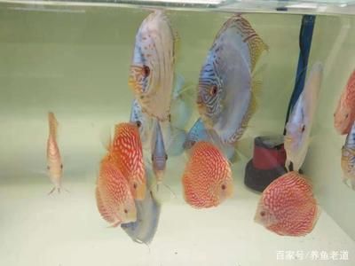 觀賞魚那個(gè)好養(yǎng)（關(guān)于觀賞魚的養(yǎng)護(hù)秘籍） 海水魚（海水魚批發(fā)） 第4張