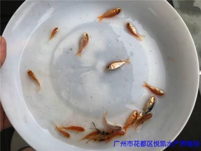 廣東錦鯉魚苗批發(fā)（廣東地區(qū)有多家水產(chǎn)養(yǎng)殖場提供錦鯉魚苗批發(fā)服務(wù)） 黑影道人魚 第3張