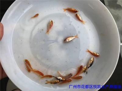 廣東錦鯉魚苗批發(fā)（廣東地區(qū)有多家水產(chǎn)養(yǎng)殖場提供錦鯉魚苗批發(fā)服務(wù)） 黑影道人魚 第4張