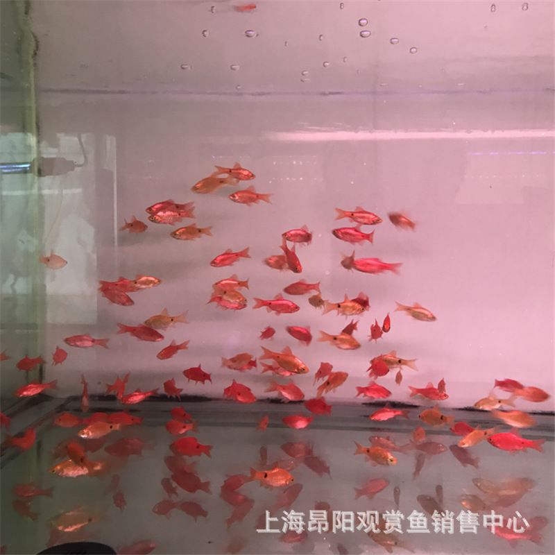 觀賞魚種類價格（熱帶觀賞魚價格及其價格范圍：熱帶觀賞魚的養(yǎng)護秘籍） 馬來西亞咖啡 第1張