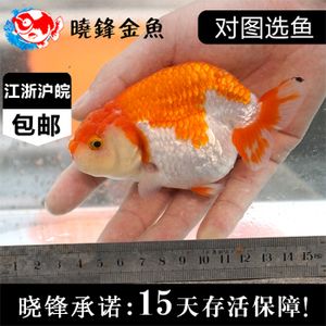 觀賞魚種類價格（熱帶觀賞魚價格及其價格范圍：熱帶觀賞魚的養(yǎng)護秘籍） 馬來西亞咖啡 第4張