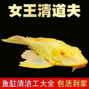 大帆魚和女王大帆的區(qū)別（大帆魚和女王大帆的區(qū)別是什么） 泰國雪鯽魚 第4張